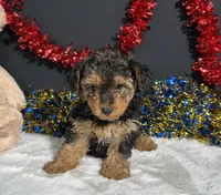 Bandit, a male Yorkipoo for sale in Plainville, IN – 2 of 8