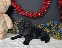 Diva, a female Maltipoo for sale in Plainville, IN – 2 of 8