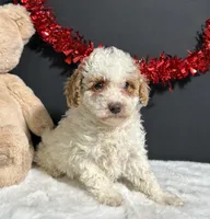 Sandra, a female Poodle - Miniature  for sale in Plainville, IN – Photo 5 of 8