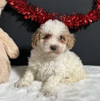Sandra, a female Poodle - Miniature  for sale in Plainville, IN – Photo 4 of 8