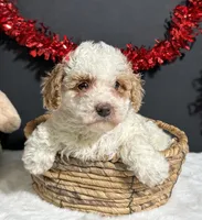 Sandra, a female Poodle - Miniature  for sale in Plainville, IN – Photo 6 of 8