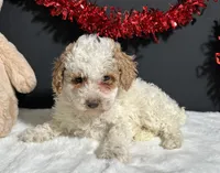 Sandra, a female Poodle - Miniature  for sale in Plainville, IN – Photo 3 of 8