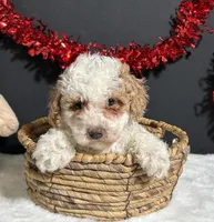 Sandra, a female Poodle - Miniature  for sale in Plainville, IN – Photo 8 of 8