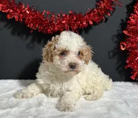 Sandra, a female Poodle - Miniature  for sale in Plainville, IN – Photo 2 of 8