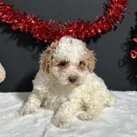 Sandra, a female Poodle - Miniature  for sale in Plainville, IN – Photo 7 of 8
