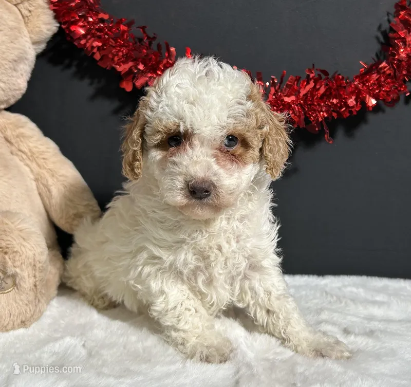 Sandra – Poodle - Miniature  puppy for sale in Plainville, IN