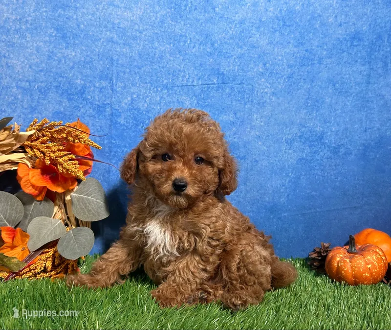 Ames, a male Poodle - Toy  for sale in Plainville, IN – 1 of 6