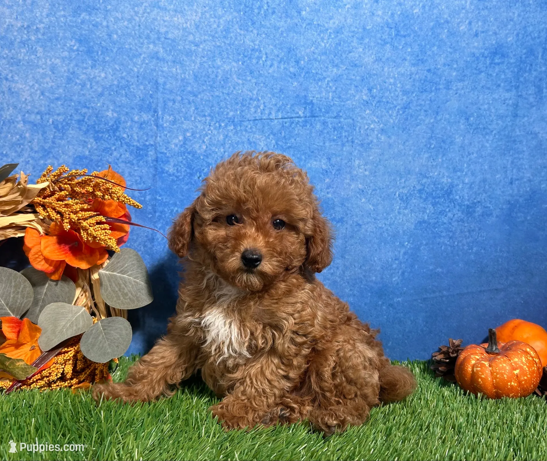 Ames, a male Poodle - Toy  for sale in Plainville, IN – 1 of 6