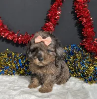 Sherri, a female Poodle - Miniature  for sale in Plainville, IN – 4 of 8