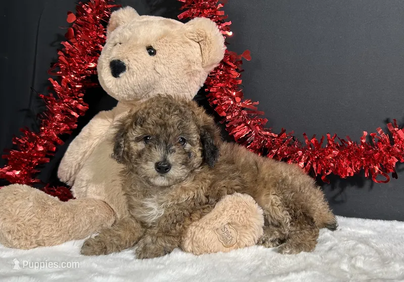 Fern – Poodle - Miniature  puppy for sale in Plainville, IN