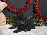 Luna, a female Poodle - Toy  for sale in Plainville, IN – 2 of 6