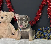 Winston, a male French Bulldog for sale in Plainville, IN – 5 of 6