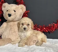 Ariel, a female Poodle - Toy  for sale in Plainville, IN – 6 of 7