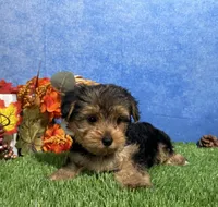 Ivy, a female Yorkshire Terrier for sale in Plainville, IN – 6 of 8