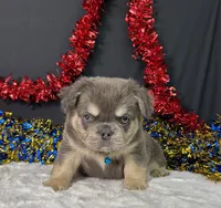 Thor, a male French Bulldog for sale in Plainville, IN – 5 of 6