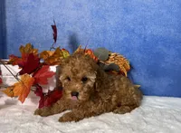Dash, a male Poodle - Miniature  for sale in Plainville, IN – 7 of 10