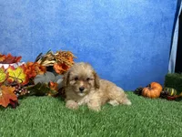 Macie, a female Poodle - Miniature  for sale in Plainville, IN – 5 of 5