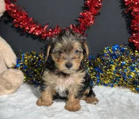 Rosie, a female Yorkipoo for sale in Plainville, IN – 7 of 8