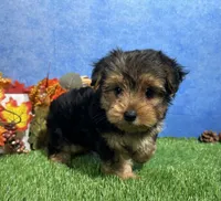 Ivy, a female Yorkshire Terrier for sale in Plainville, IN – 8 of 8