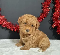 Carson, a male Poodle - Toy  for sale in Plainville, IN – 2 of 5
