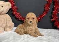 Turner, a male Poodle - Toy  for sale in Plainville, IN – 1 of 7