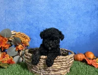 Chloe, a female Poodle - Toy  for sale in Plainville, IN – 3 of 6