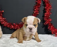 Violet, a female English Bulldog for sale in Plainville, IN – 6 of 7