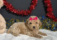 Maddie, a female Poodle - Miniature  for sale in Plainville, IN – 9 of 9