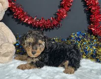 Bandit, a male Yorkipoo for sale in Plainville, IN – 7 of 8