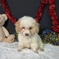 Biscuit, a male Poodle - Toy  for sale in Plainville, IN – 2 of 7