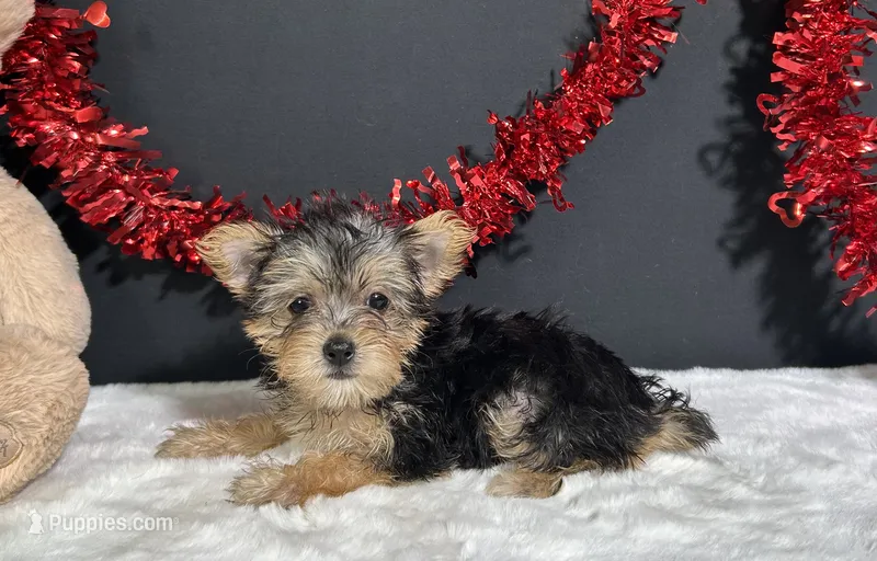 Tootsie – Morkie puppy for sale in Plainville, IN