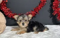 Tootsie, a female Morkie for sale in Plainville, IN – 3 of 9