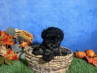Willow , a female Poodle - Toy  for sale in Plainville, IN – 5 of 6