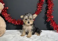 Tootsie, a female Morkie for sale in Plainville, IN – 6 of 9