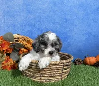 Penny, a female Yorkipoo for sale in Plainville, IN – 4 of 6