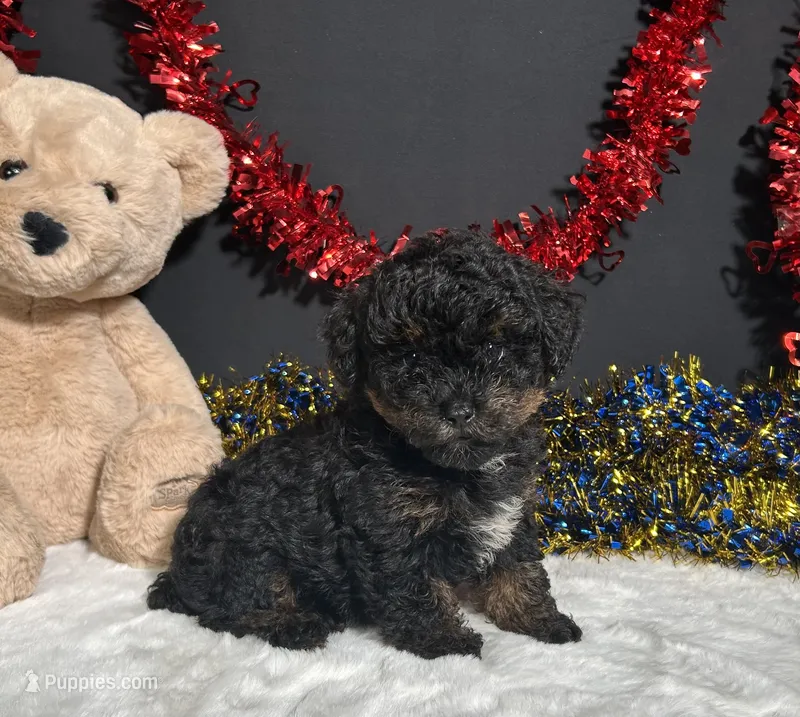 Luna – Poodle - Toy  puppy for sale in Plainville, IN