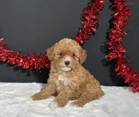 Maggie, a female Poodle - Toy  for sale in Plainville, IN – 1 of 5