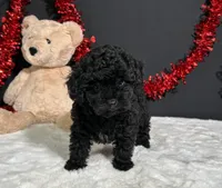 Claire, a female Poodle - Toy  for sale in Plainville, IN – 5 of 8