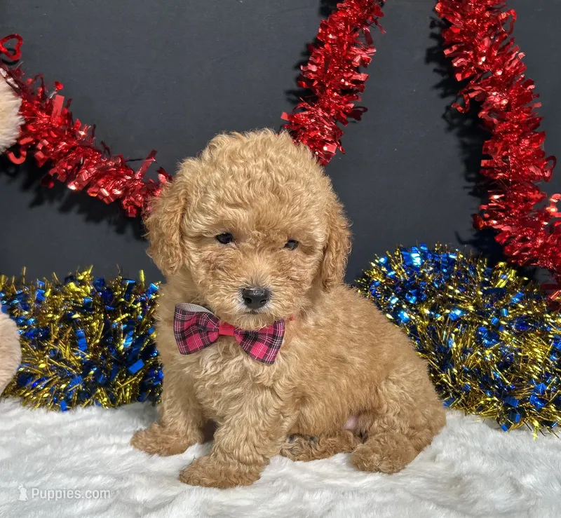 Lila – Poodle - Toy  puppy for sale in Plainville, IN