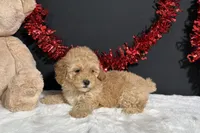 Samantha, a female Poodle - Miniature  for sale in Plainville, IN – 3 of 7