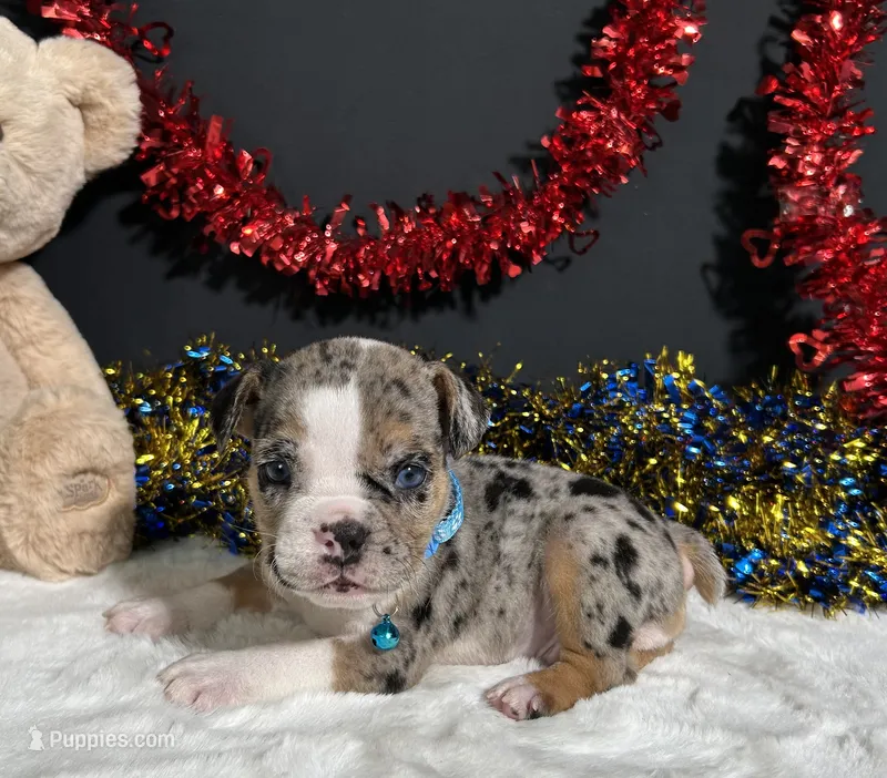 Louie – English Bulldog, Beagle puppy for sale in Plainville, IN