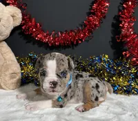 Louie, a male English Bulldog and Beagle for sale in Plainville, IN – 1 of 8