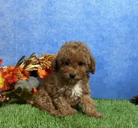 Ames, a male Poodle - Toy  for sale in Plainville, IN – 5 of 6