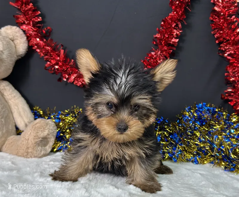 Nugget – Yorkshire Terrier puppy for sale in Plainville, IN