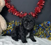 Diva, a female Maltipoo for sale in Plainville, IN – 3 of 8