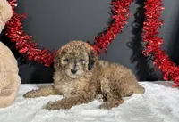 Fern, a female Poodle - Miniature  for sale in Plainville, IN – 8 of 8