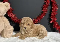 Bandit, a male Poodle - Miniature  for sale in Plainville, IN – 5 of 9
