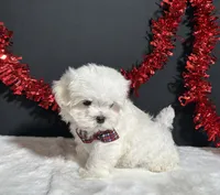 Lil Teddy, a male Maltese for sale in Plainville, IN – 4 of 8