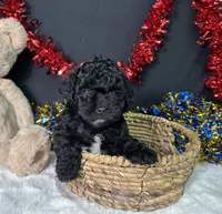 Diva, a female Maltipoo for sale in Plainville, IN – 4 of 8