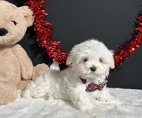 Isla, a female Maltese for sale in Plainville, IN – 4 of 7